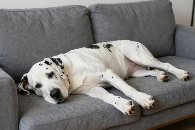 A white Great Dane with black patches lies sprawled resting on a plush gray fabric sofa.