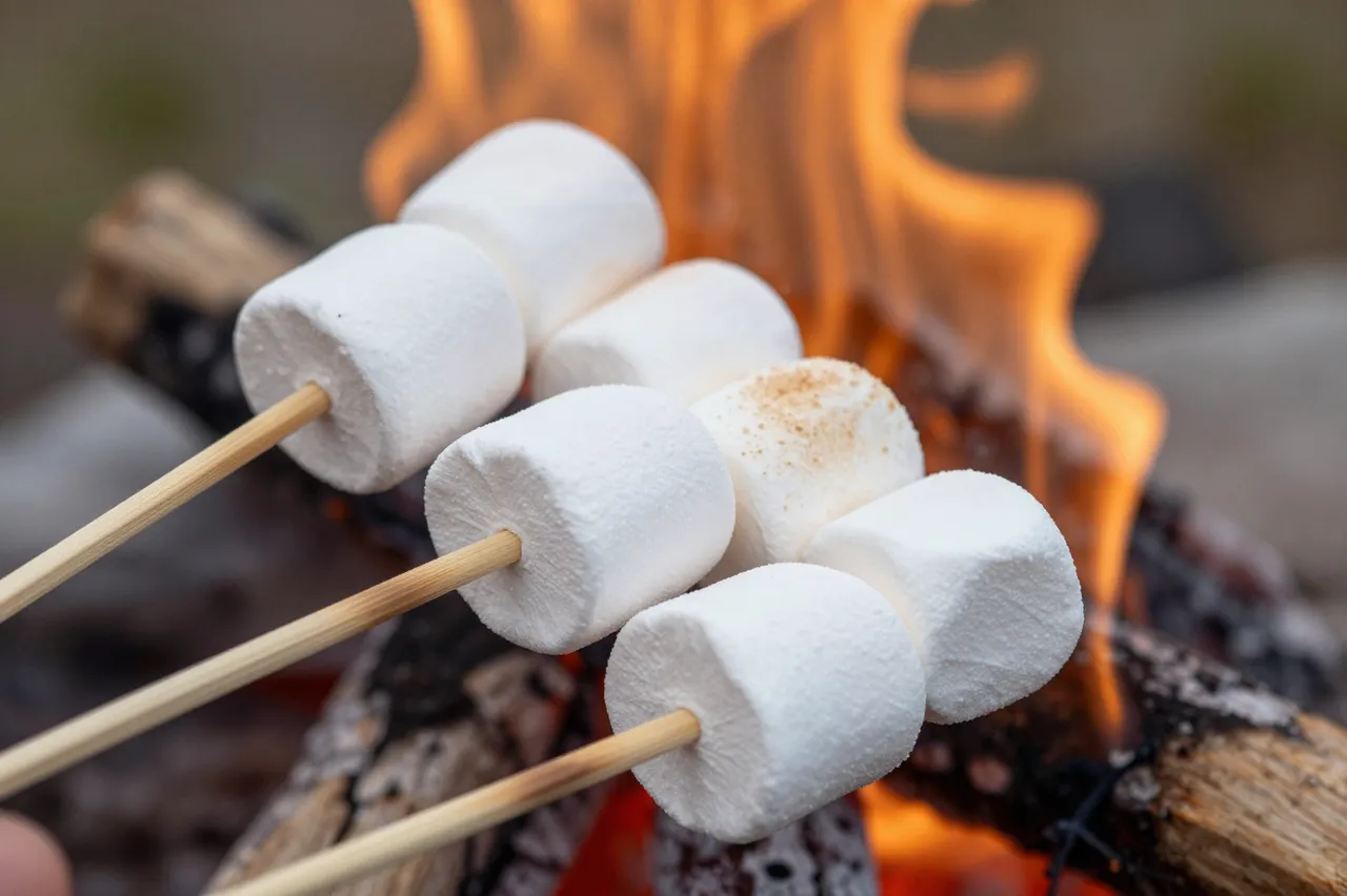 Marshmallows skewered on wooden sticks are held over glowing campfire flames to toast.