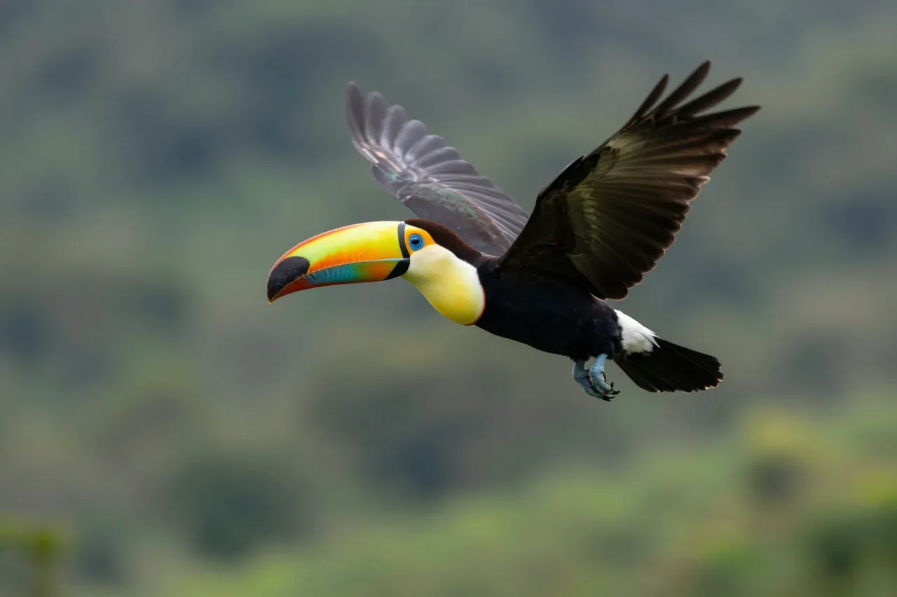 A colorful toco toucan flies with spread wings over a softly blurred green valley.