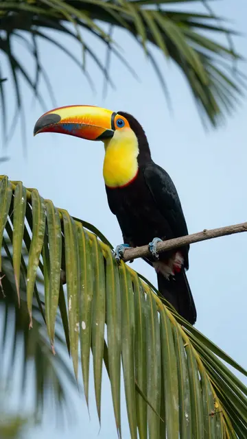 A colorful toco toucan perches on a branch next to palm fronds against a bright blue sky