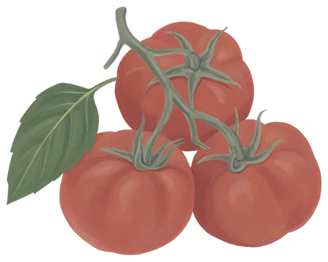 Gouache illustration of three ripe red tomatoes on a vine with a single basil leaf