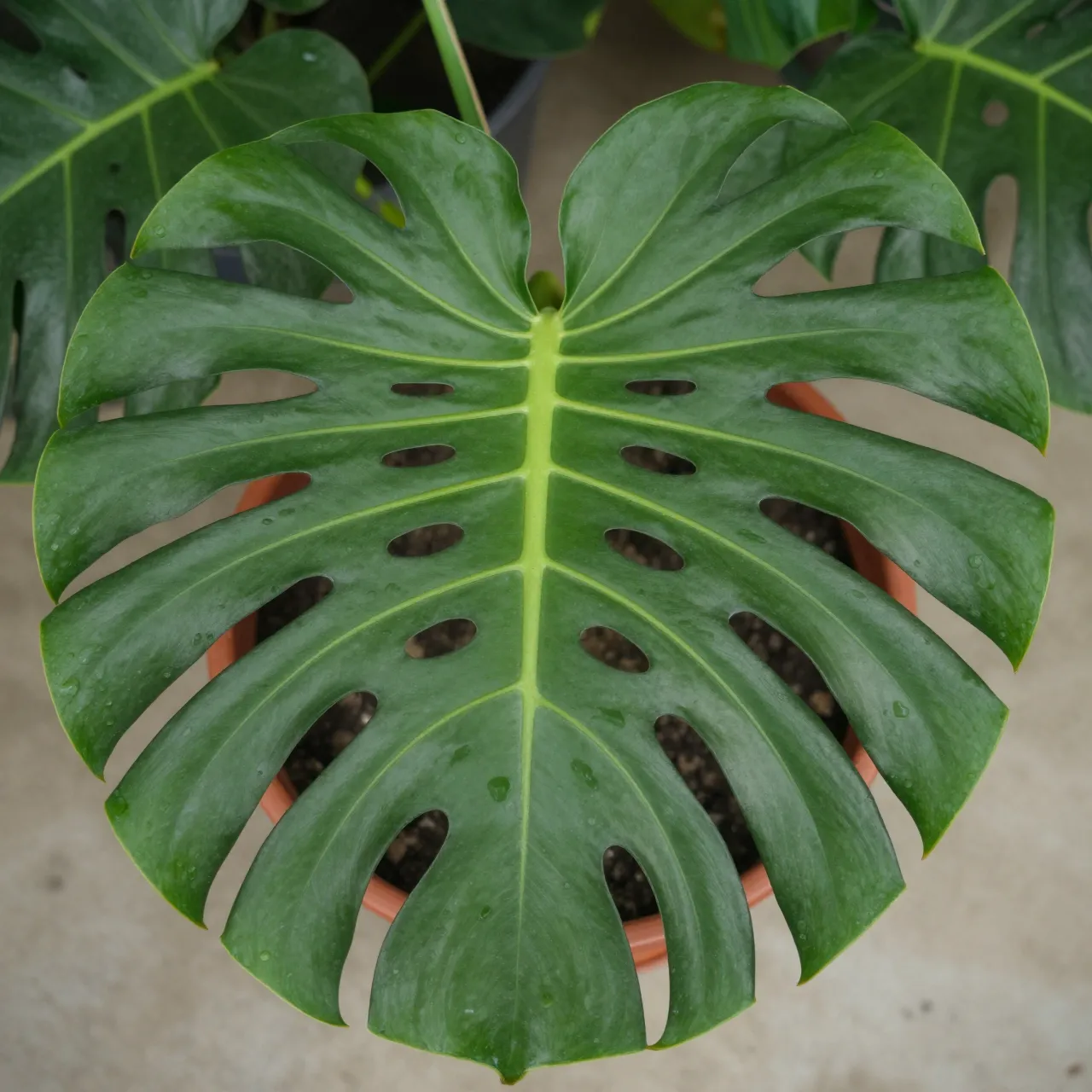 Close-up top-down view of a large glossy monstera deliciosa leaf growing in a terracotta pot