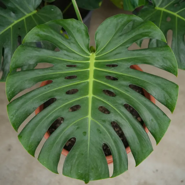 Close-up top-down view of a large glossy monstera deliciosa leaf growing in a terracotta pot