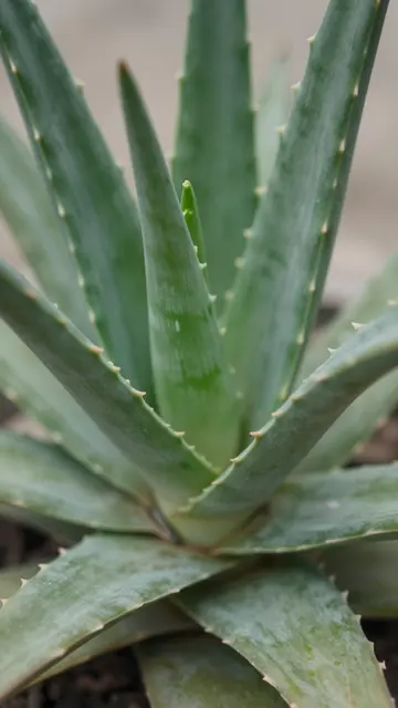 Close-up top-down view of a rosette-shaped spiral aloe succulent with spined green leaves