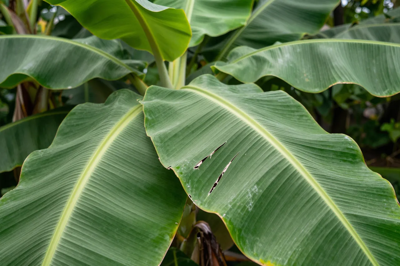 Close-up of wind-torn green banana leaves growing in a lush tropical garden setting