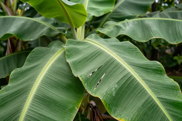 Close-up of wind-torn green banana leaves growing in a lush tropical garden setting