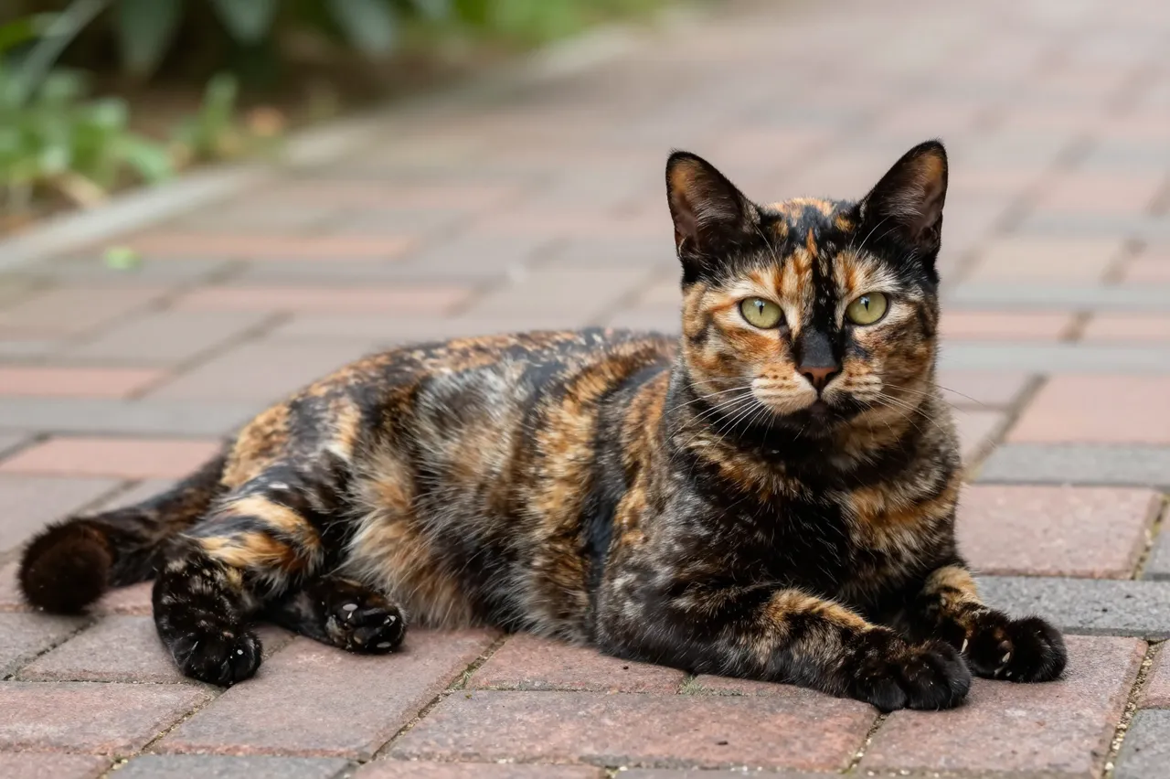 A tortoiseshell cat with mottled black and ginger fur lies on a sunny garden brick path looking at the camera.