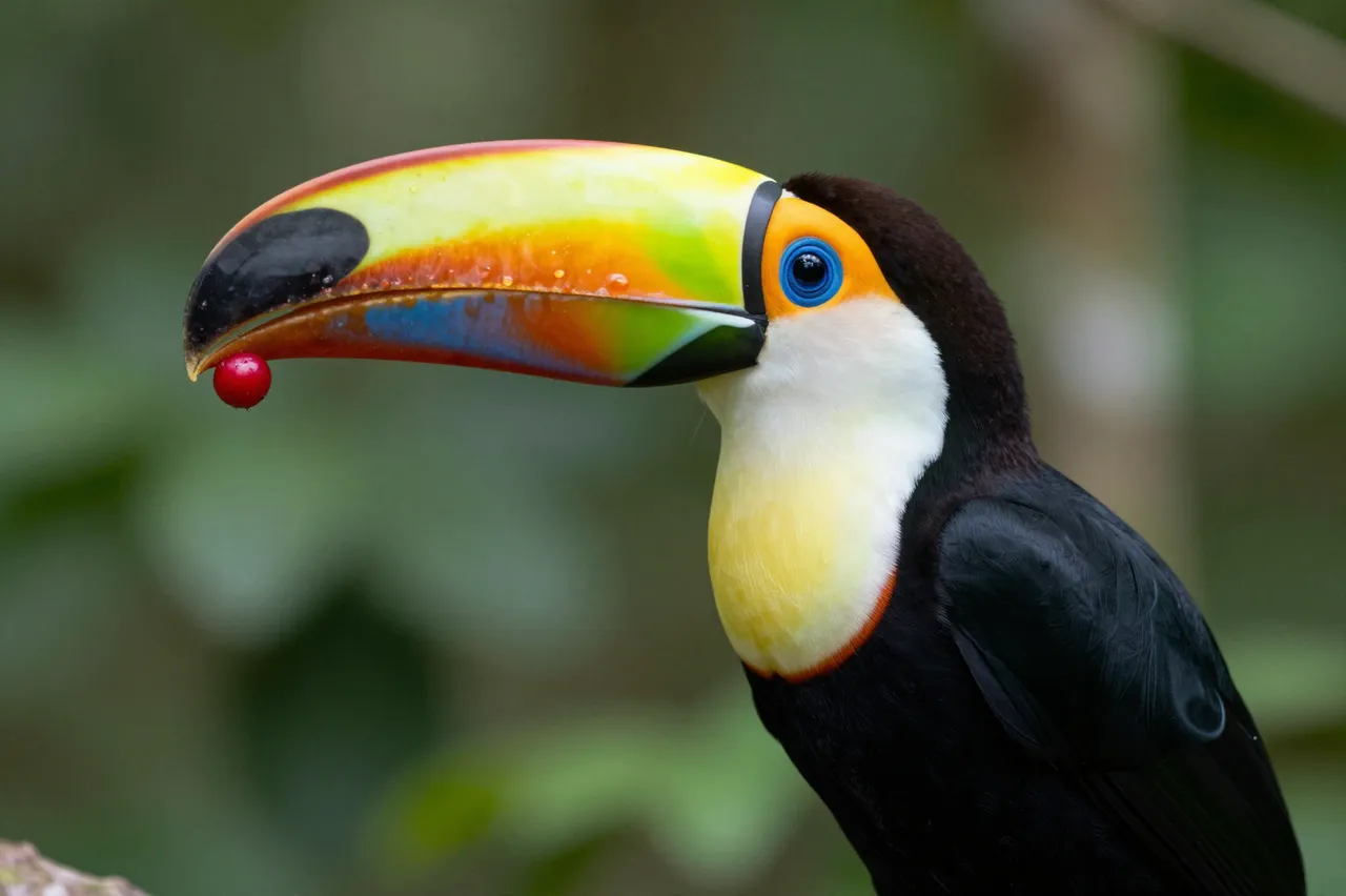 A toco toucan perched in rainforest holds a small red berry at the tip of its colorful bill.