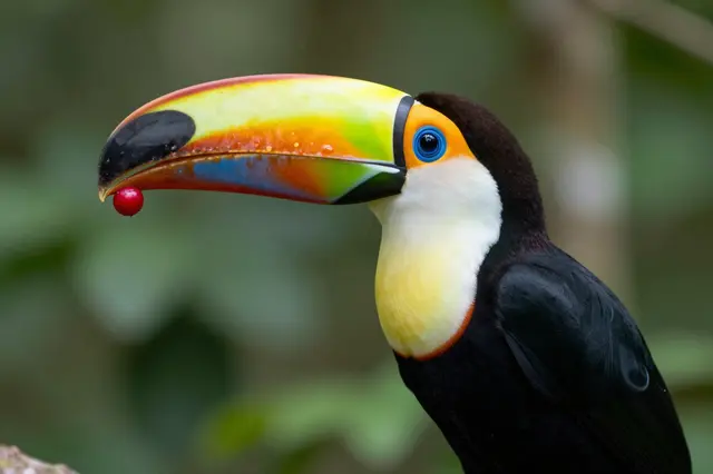A toco toucan perched in rainforest holds a small red berry at the tip of its colorful bill.