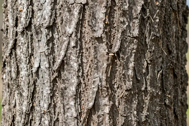 Detailed close-up view of rough, textured weathered tree bark on a tree trunk