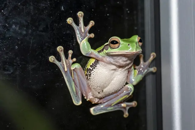 A green tree frog with pale bumpy belly clings to a rain-streaked window seen from indoors at night