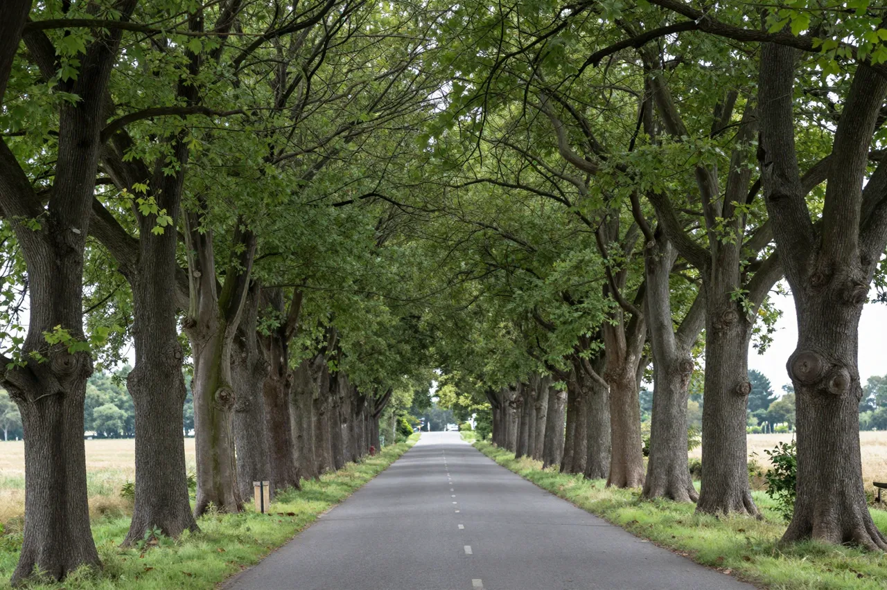 An empty paved country road runs between rows of tall arching trees forming a green canopy