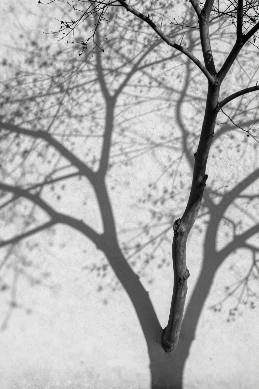 Black and white view of a bare tree's lacy shadow cast across a sunlit stucco wall next to the real tree trunk