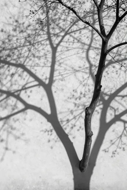 Black and white view of a bare tree's lacy shadow cast across a sunlit stucco wall next to the real tree trunk