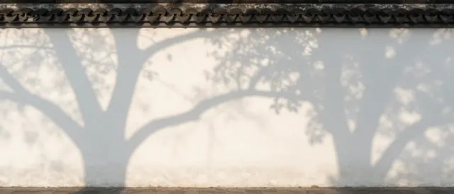 Soft dappled tree shadows stretch across a long white plaster wall under warm morning sunlight