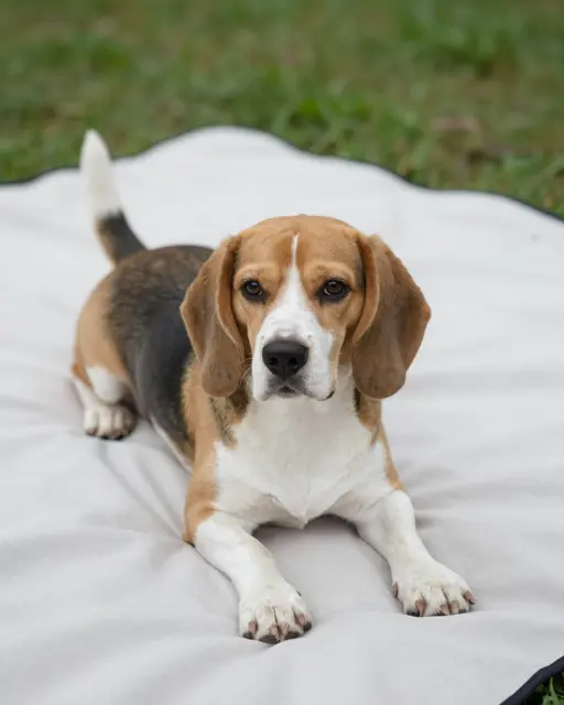 A tricolor beagle with long floppy ears and white-tipped tail rests on a light picnic blanket over grass.