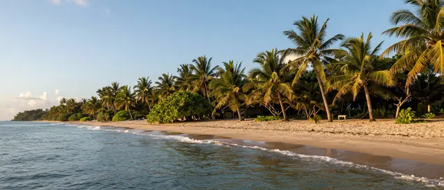 Gentle ocean waves lap a sandy shore lined with coconut palm trees under a clear golden hour sky