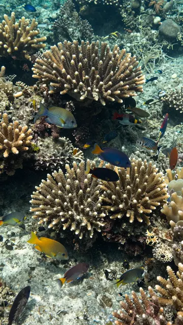 Colorful tropical fish swim around stony coral formations on a sunlit underwater seabed.