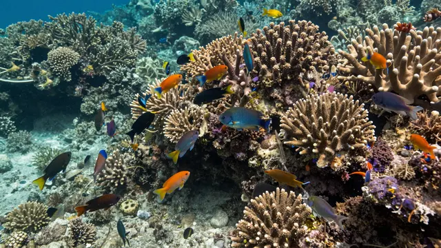 Colorful small fish swim among stony coral formations in clear blue tropical ocean water