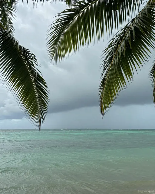 Wet palm fronds frame a green ocean beneath overcast gray storm clouds