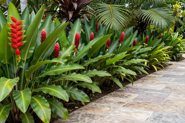 Red heliconia and ginger flowers grow alongside a paved stone garden path with palm foliage in the background
