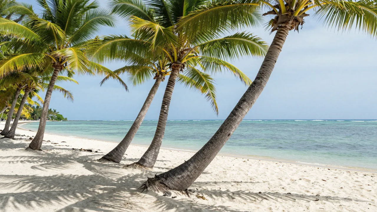 Leaning coconut palm trees line a white sand beach beside calm turquoise ocean under bright midday sky
