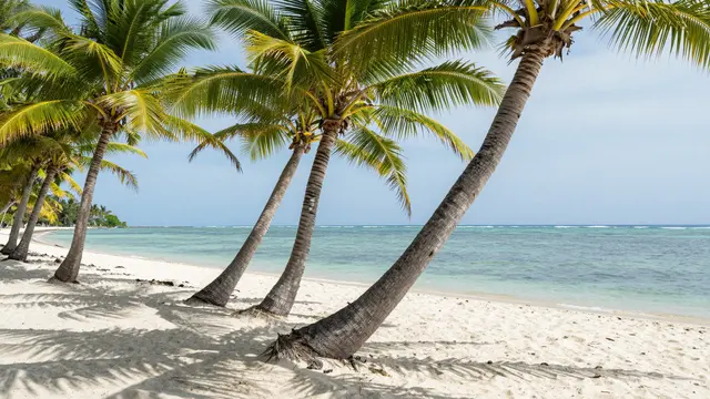 Leaning coconut palm trees line a white sand beach beside calm turquoise ocean under bright midday sky