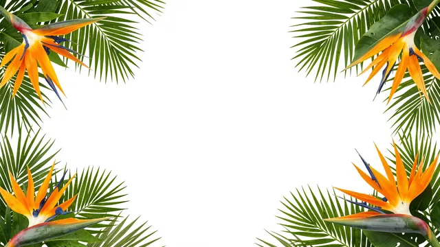 Bird of paradise flowers and palm fronds frame an empty plain white central space.
