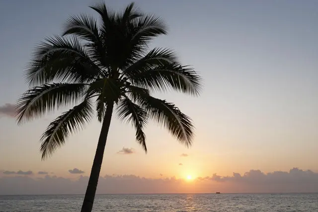 Silhouetted coconut palm tree stands against a calm ocean sunset with a distant boat on the water