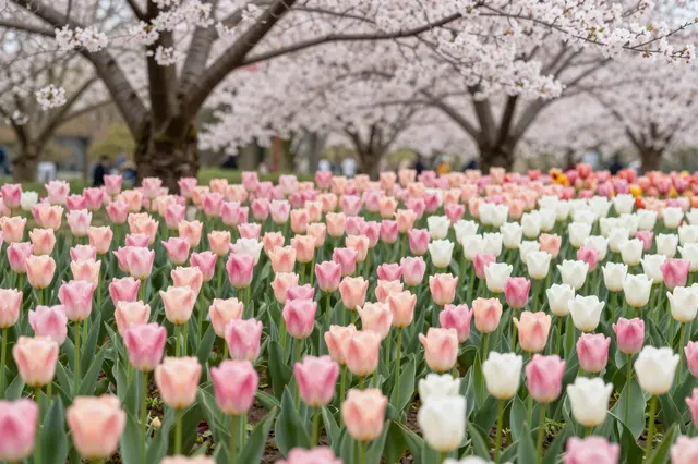 Drifts of pink, apricot and white tulips bloom beneath flowering cherry trees in bright spring afternoon light