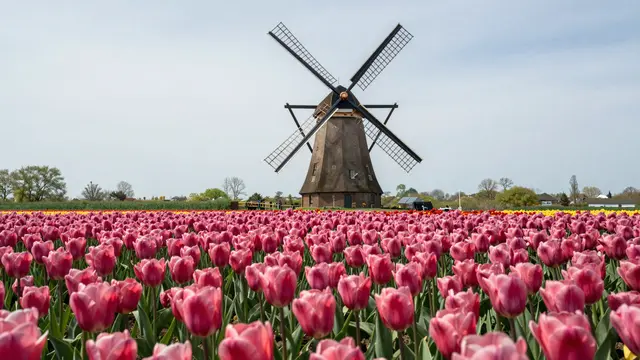 Dense field of pink tulips stretches toward a traditional wooden windmill under an overcast sky