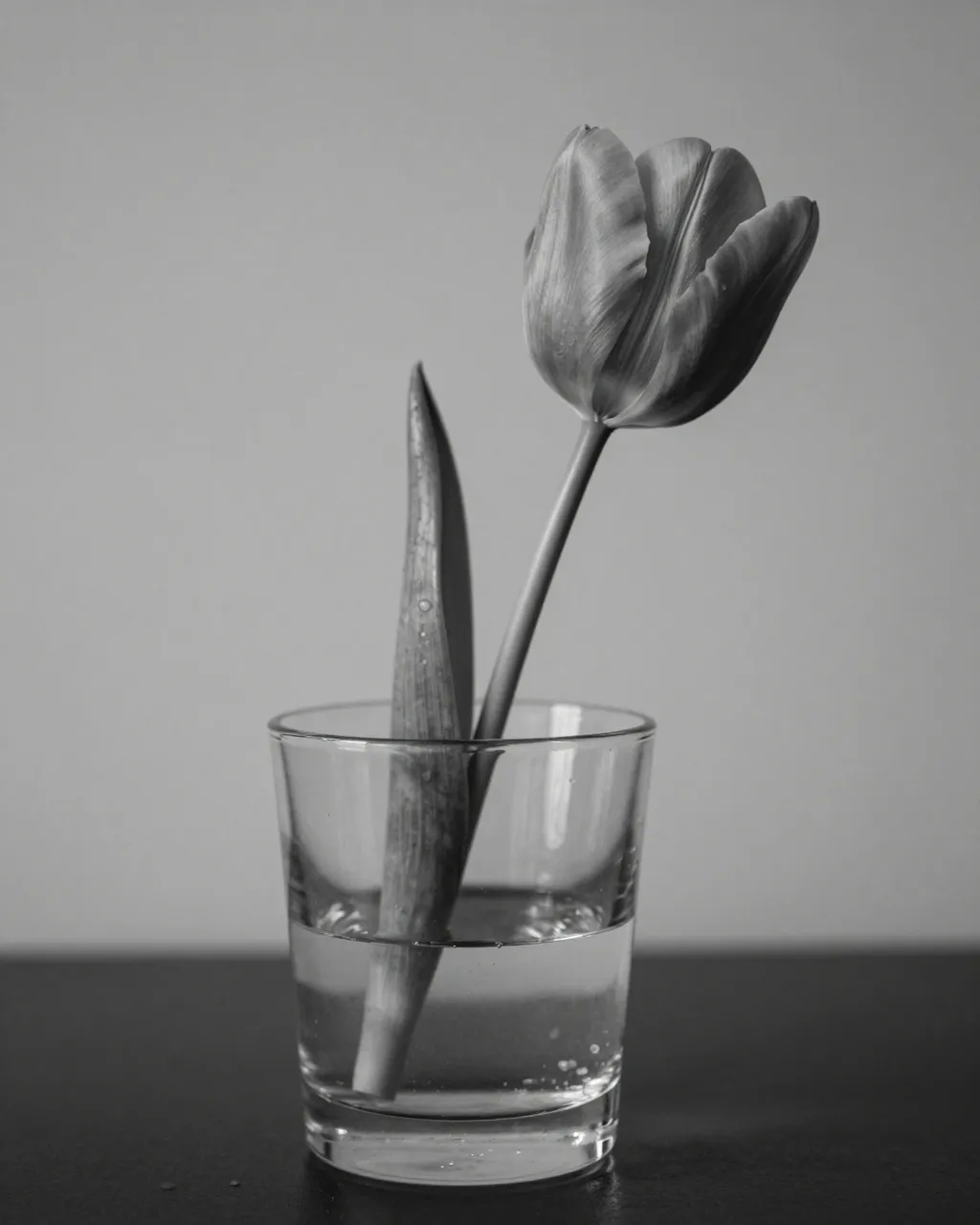 Black and white still life of a single tulip resting in a clear glass of water on a dark table
