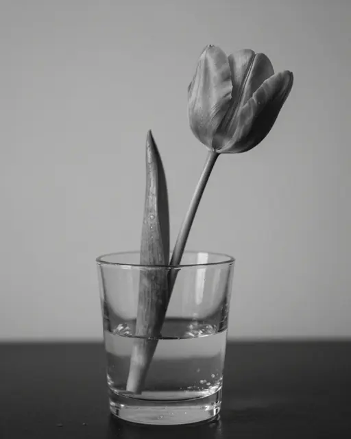 Black and white still life of a single tulip resting in a clear glass of water on a dark table