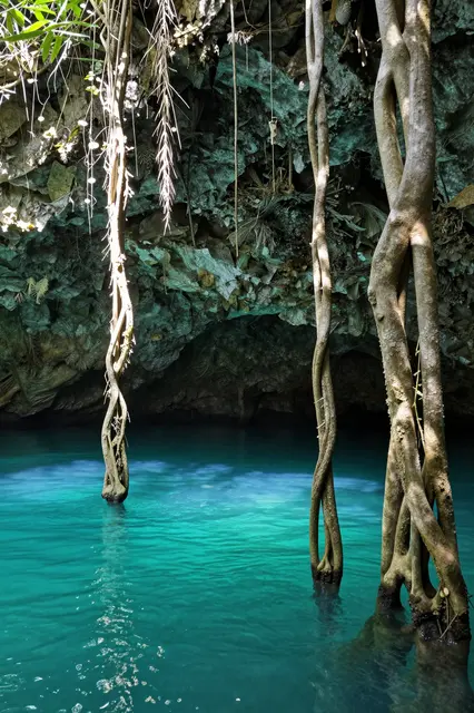 Twisted hanging tree roots extend into vibrant turquoise cenote water with dappled sunbeams in a cave setting