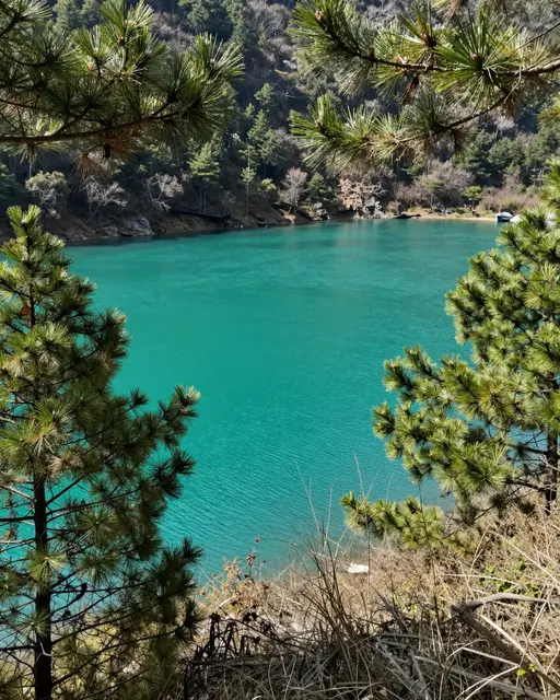A bright turquoise alpine lake is framed by pine branches from a sunny hillside overlook