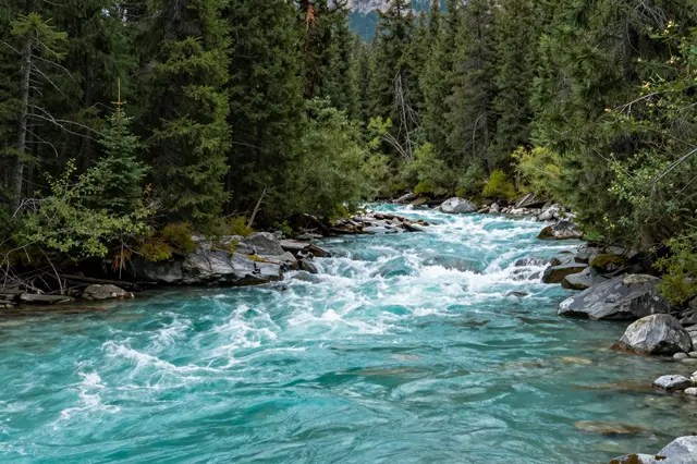 Fast flowing turquoise river rushes over rocks between dense evergreen pine trees