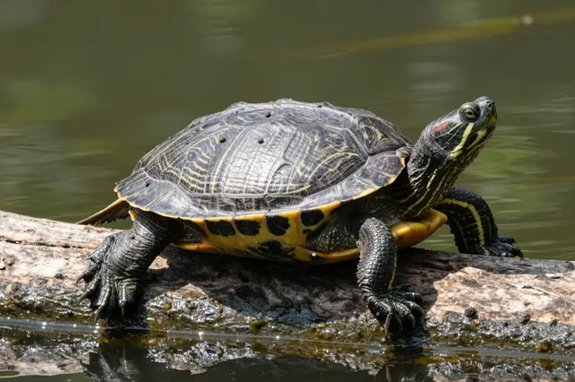 A red eared slider turtle rests and basks on a weathered log floating in murky pond water