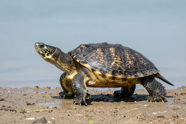 A patterned turtle walks across wet muddy sand at the edge of a calm lake