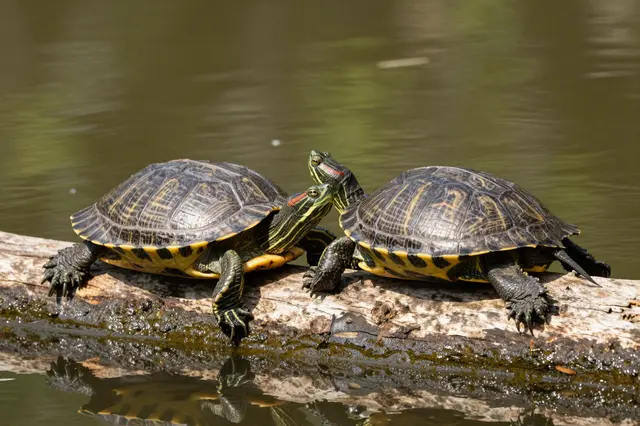 Two red-eared slider turtles rest touching heads on a half-sunken pond log in warm afternoon light