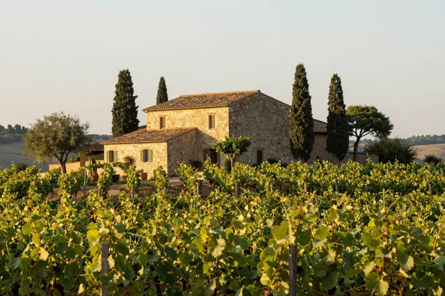 Stone Tuscan farmhouse framed by cypress trees, set among vine rows in warm golden hour light.