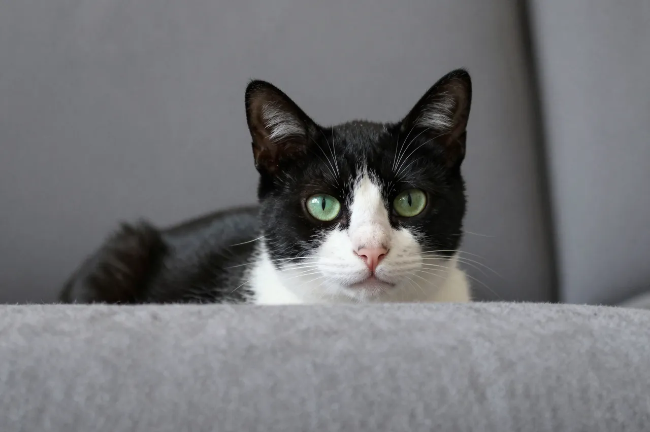A black and white tuxedo cat with green eyes peeks over the edge of a gray sofa