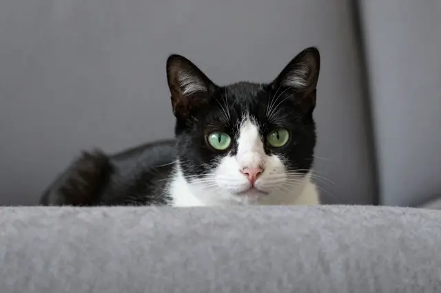 A black and white tuxedo cat with green eyes peeks over the edge of a gray sofa