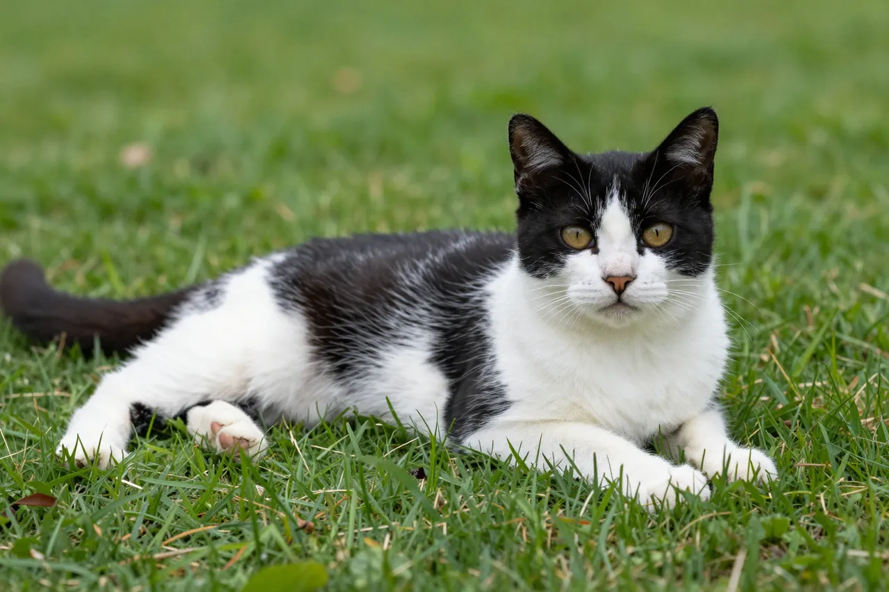 A black and white tuxedo cat lies relaxed on green grass looking directly at the camera