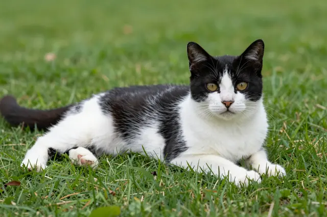 A black and white tuxedo cat lies relaxed on green grass looking directly at the camera