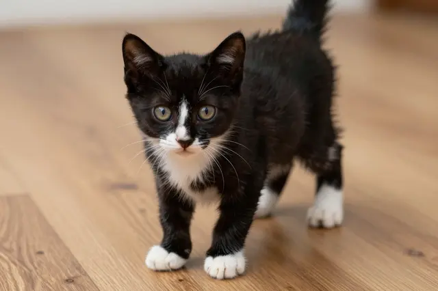 A tiny black and white tuxedo kitten stands facing the camera on light wooden flooring