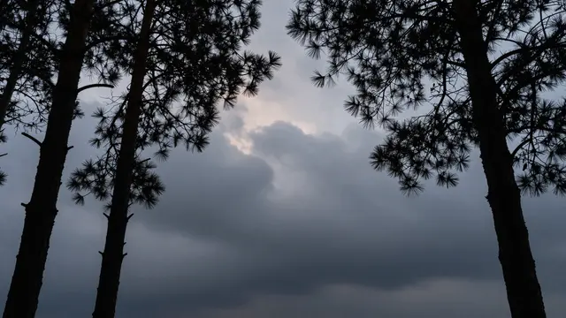 Dark pine tree silhouettes frame moody low clouded sky at twilight