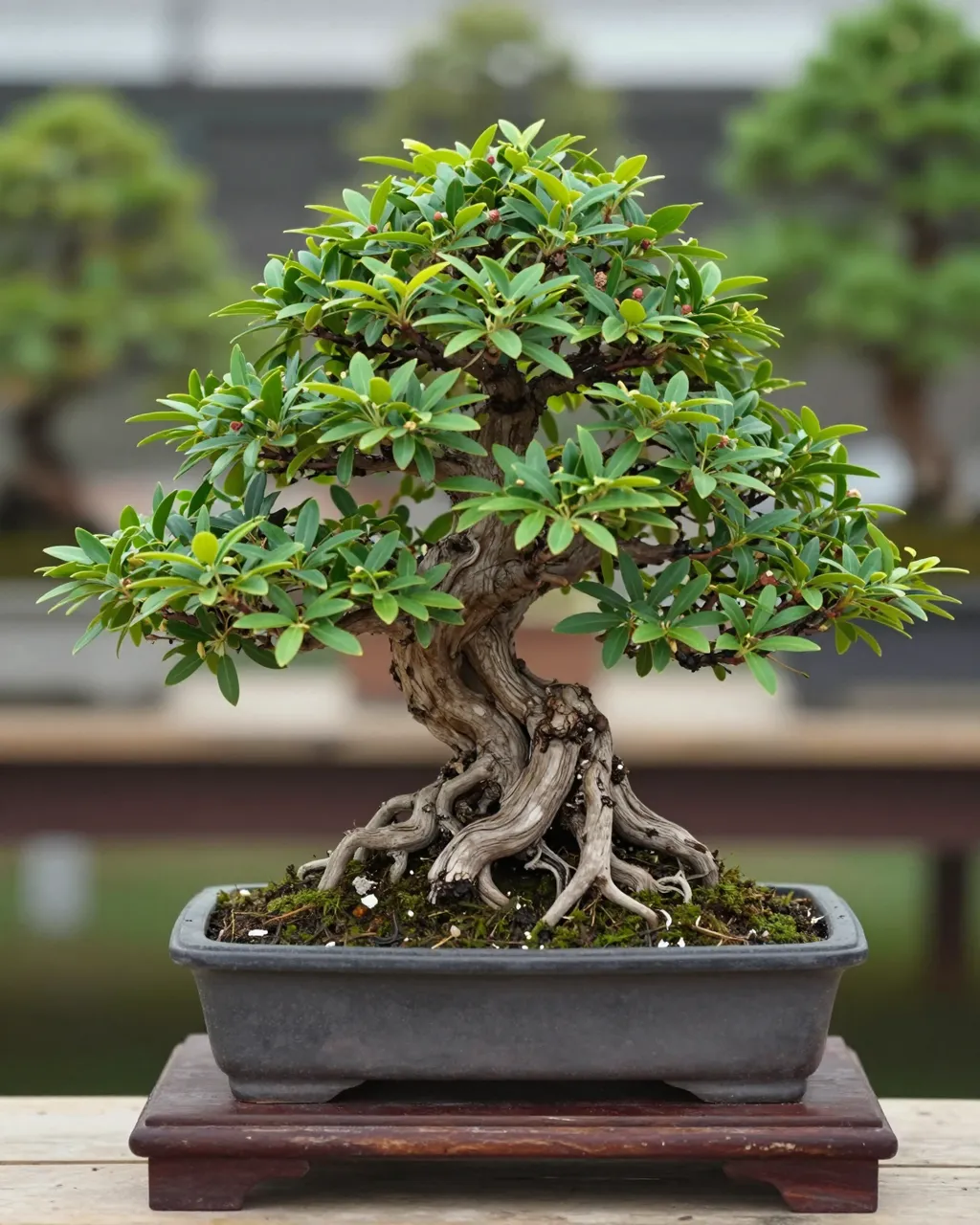 A gnarled leafy bonsai tree in a ceramic pot rests on a dark wooden display stand with blurred bonsai in the background