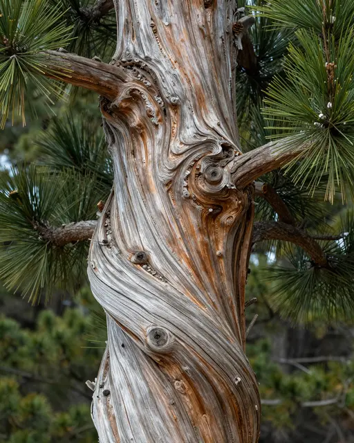 Close-up of a gnarled, weathered ancient pine trunk framed by green pine needles against blurred forest background