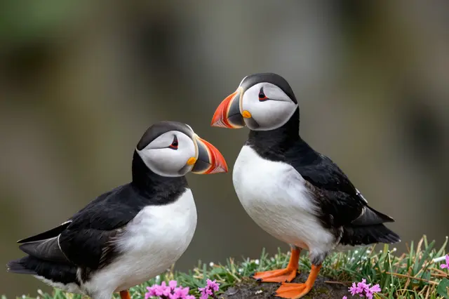 Two Atlantic puffins stand facing one another among pink sea thrift and grass on a coastal cliff top.