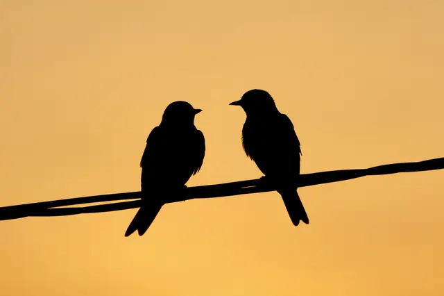 Black silhouettes of two swallows perched on a wire against a warm golden dusk sky